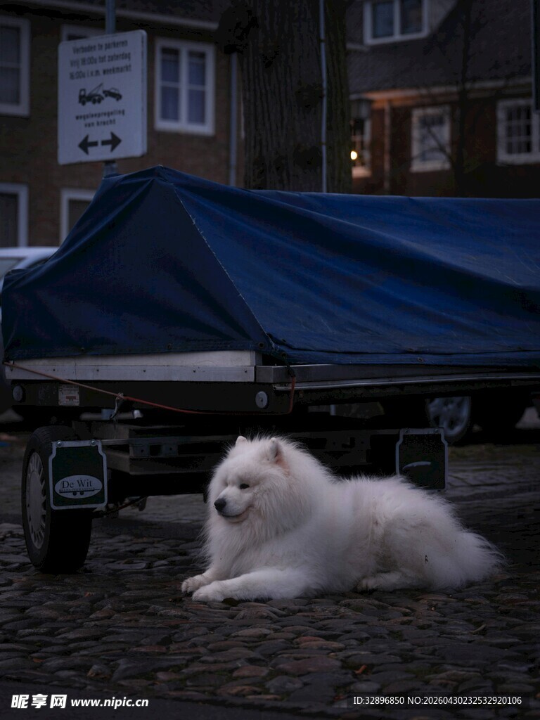 街边静卧的白色萨摩耶犬