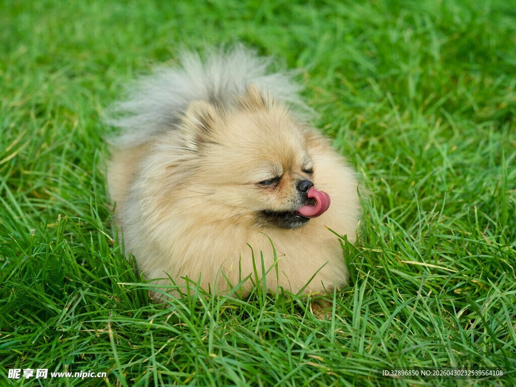 草地上的可爱博美犬