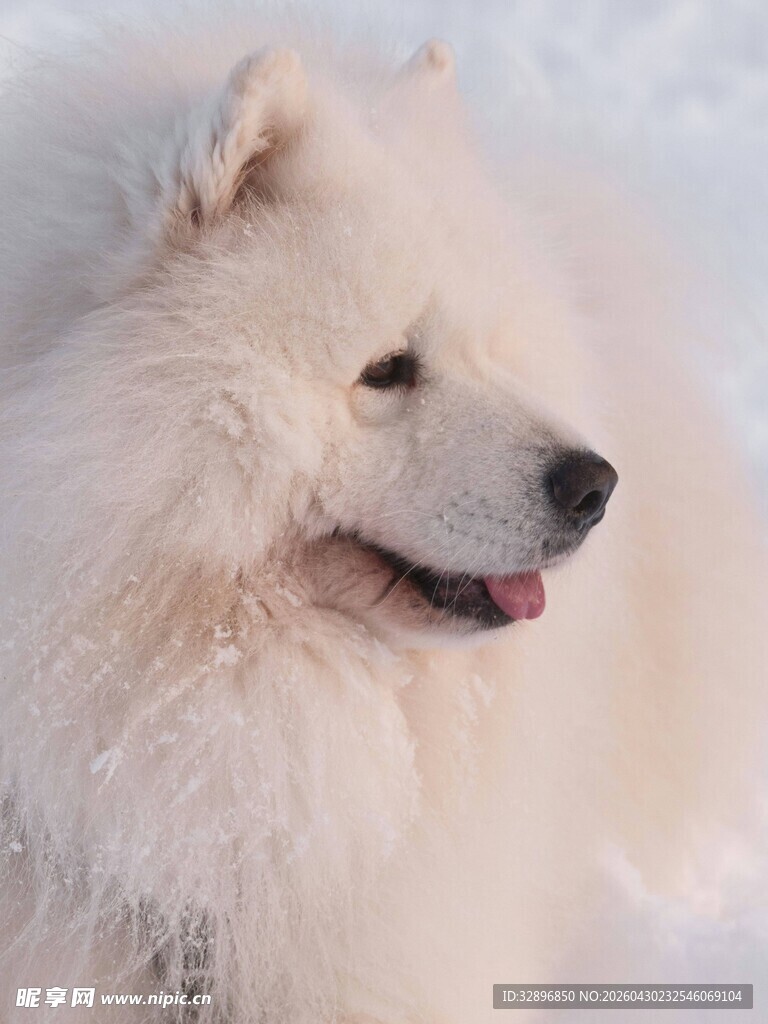 雪地中的萨摩耶