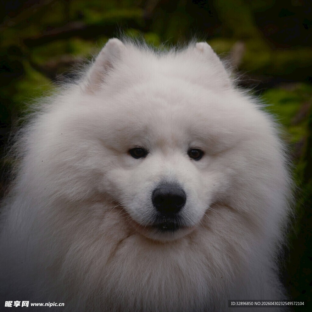 可爱萨摩耶犬的萌趣瞬间