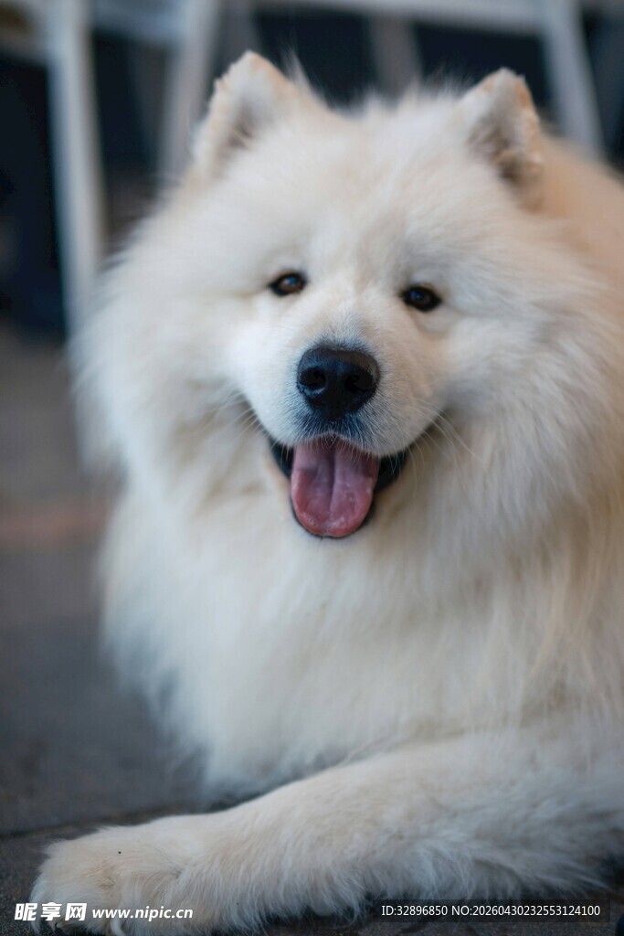 微笑的萨摩耶犬
