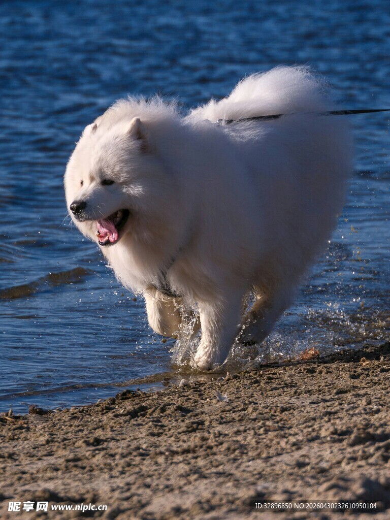 沙滩上奔跑的萨摩耶犬