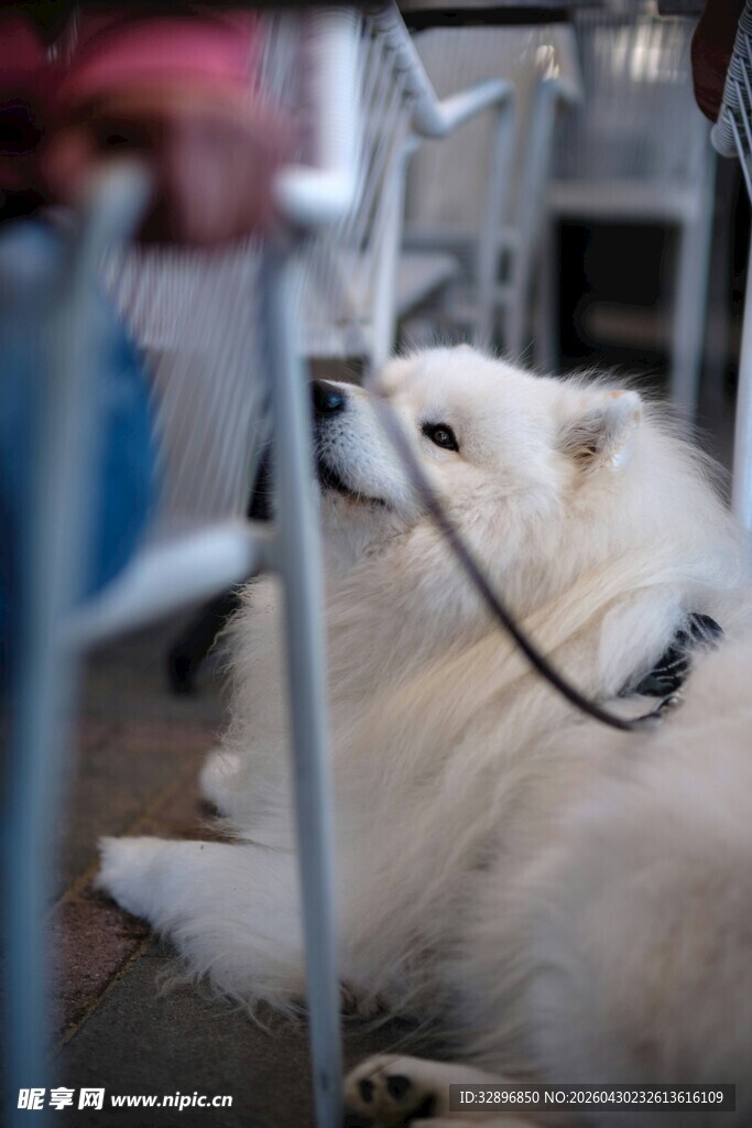被拴住的白色宠物犬