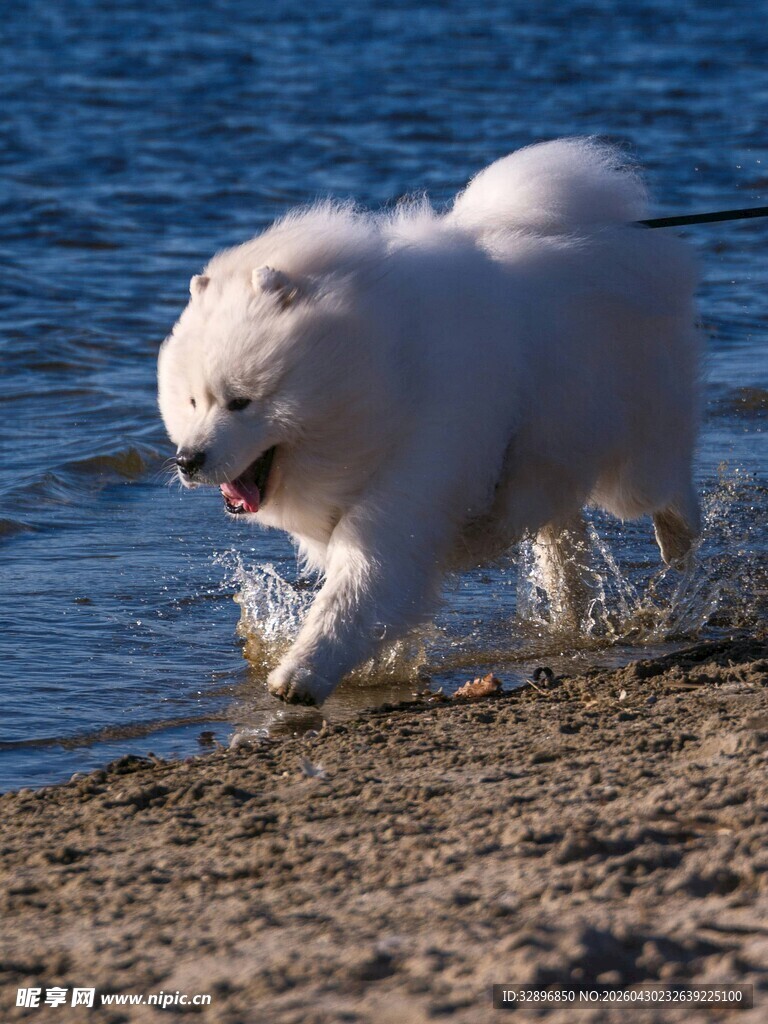 沙滩上奔跑的萨摩耶犬