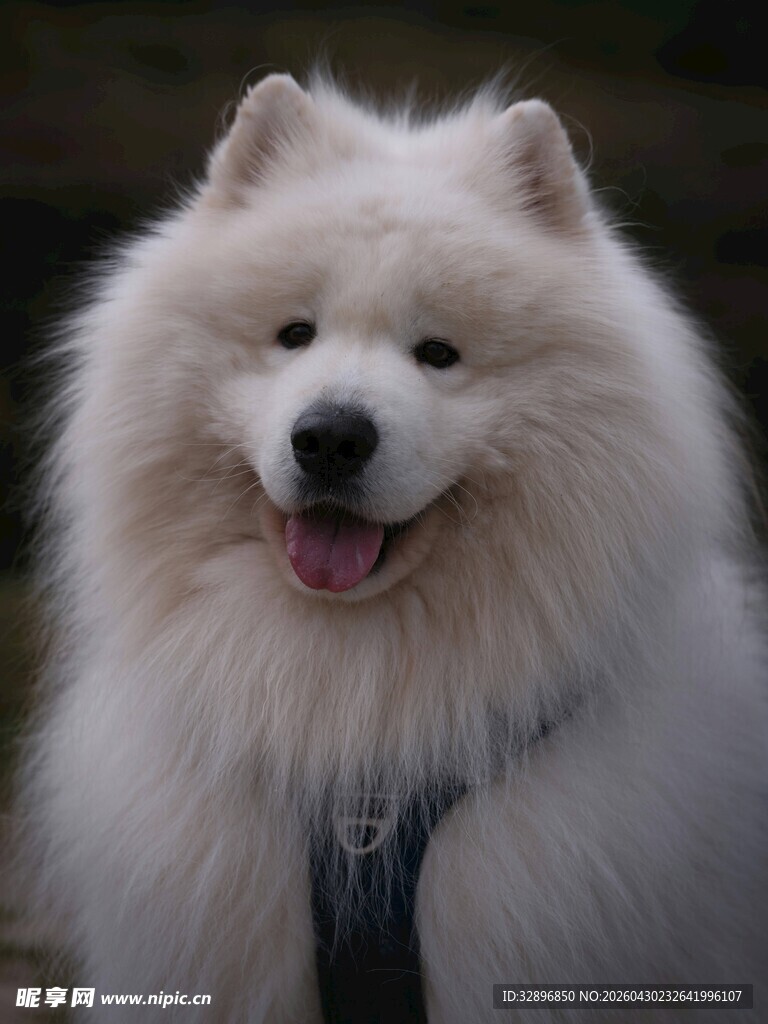 可爱萨摩耶犬微笑瞬间