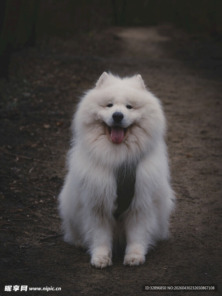 可爱萨摩耶在小路上