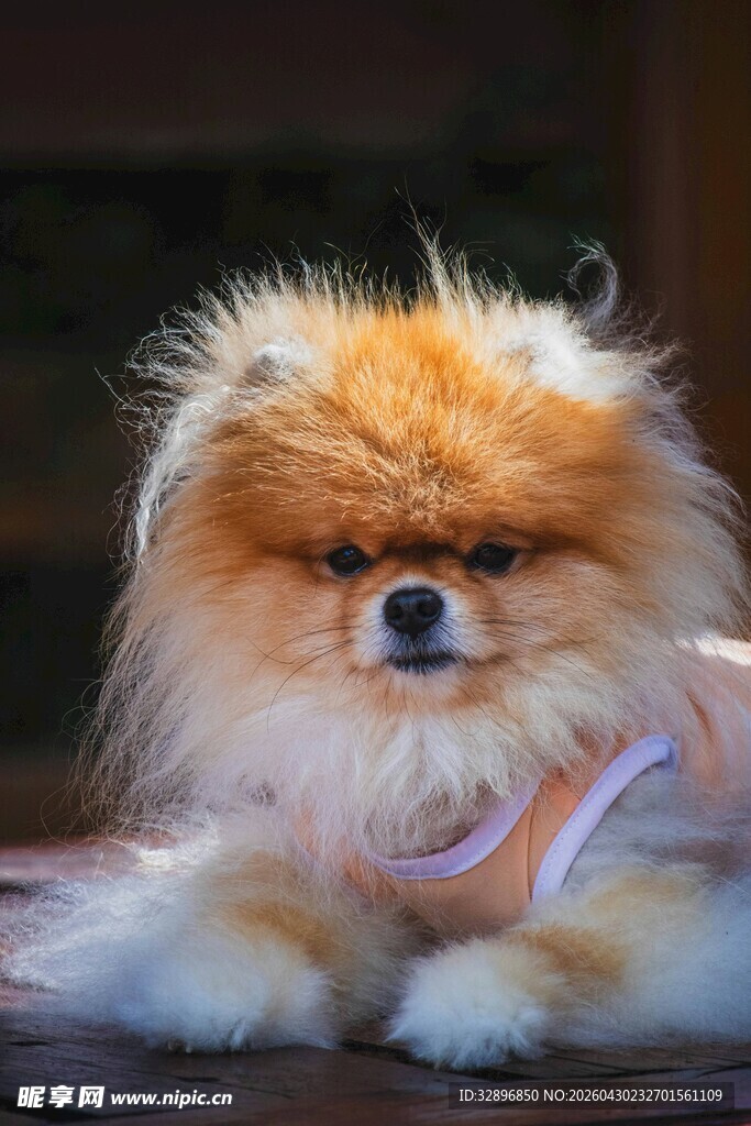 可爱博美犬穿着小衣服