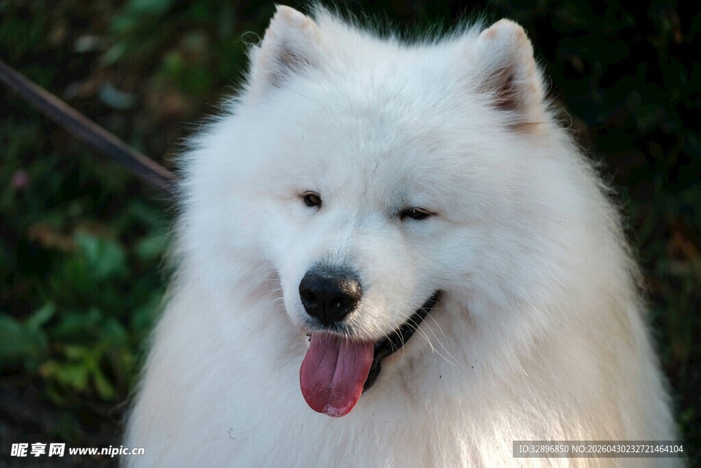 微笑的萨摩耶犬