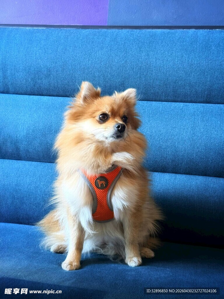 可爱博美犬坐于蓝色沙发
