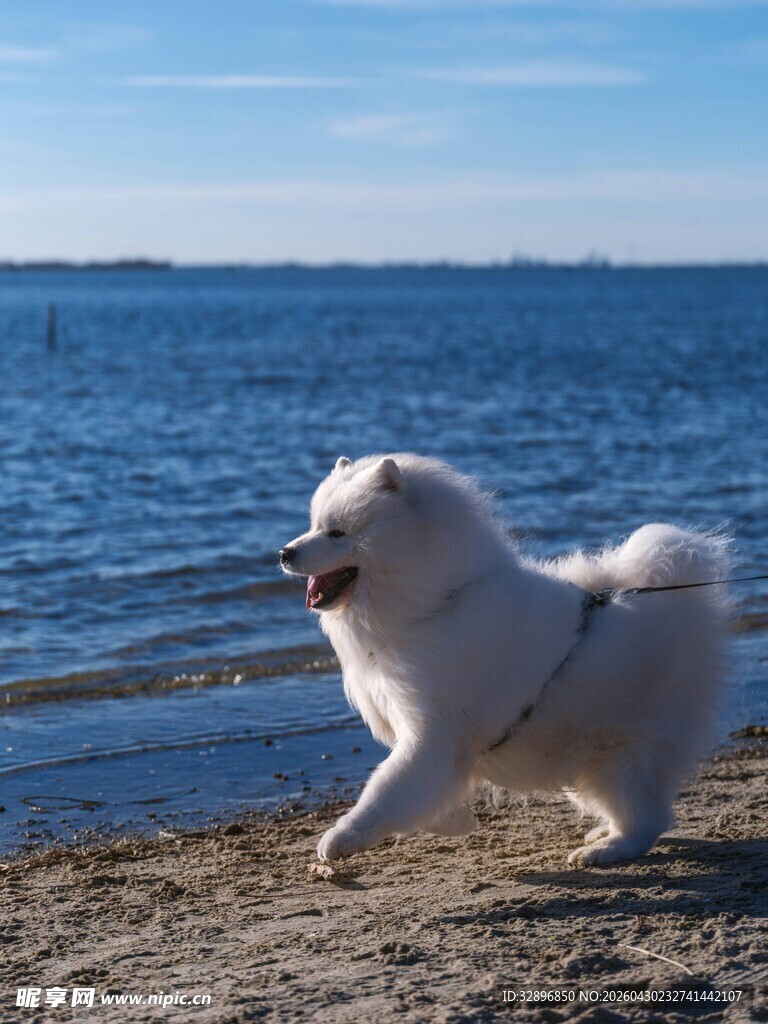 海边奔跑的快乐小白狗