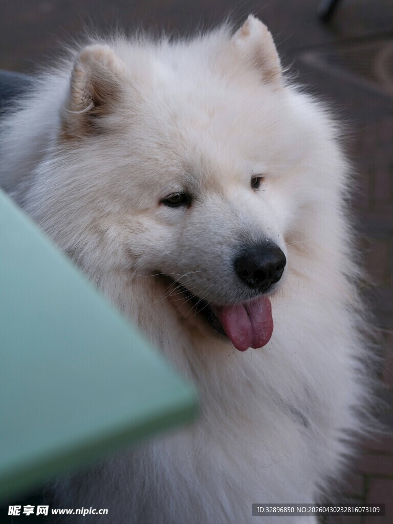 微笑的萨摩耶犬