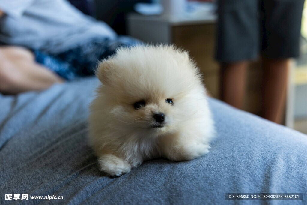 可爱博美犬趴在腿上