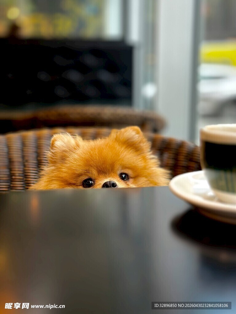 萌宠狗狗偷看桌上咖啡