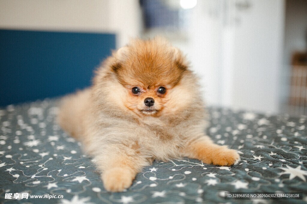 可爱博美犬趴在星星布上