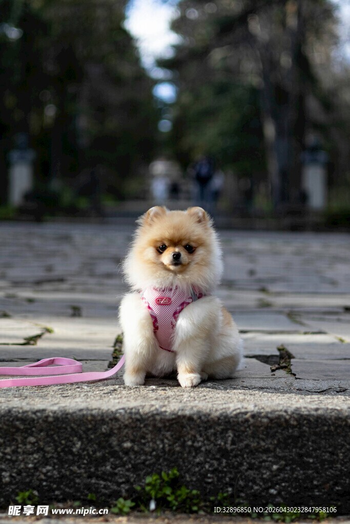 可爱博美犬坐在户外