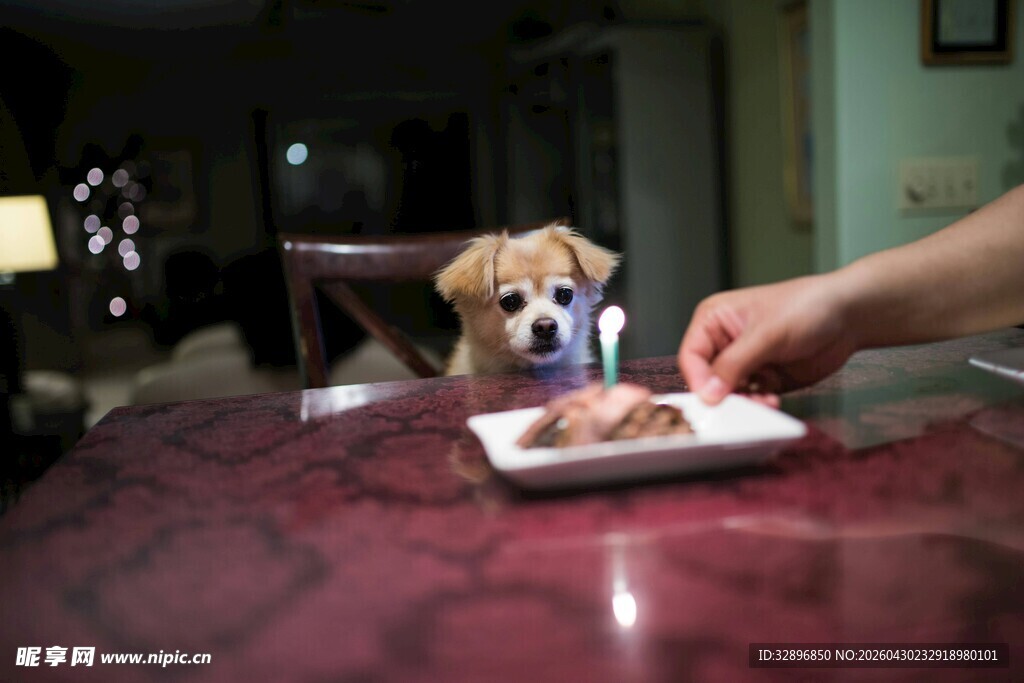 小狗好奇看盘中食物