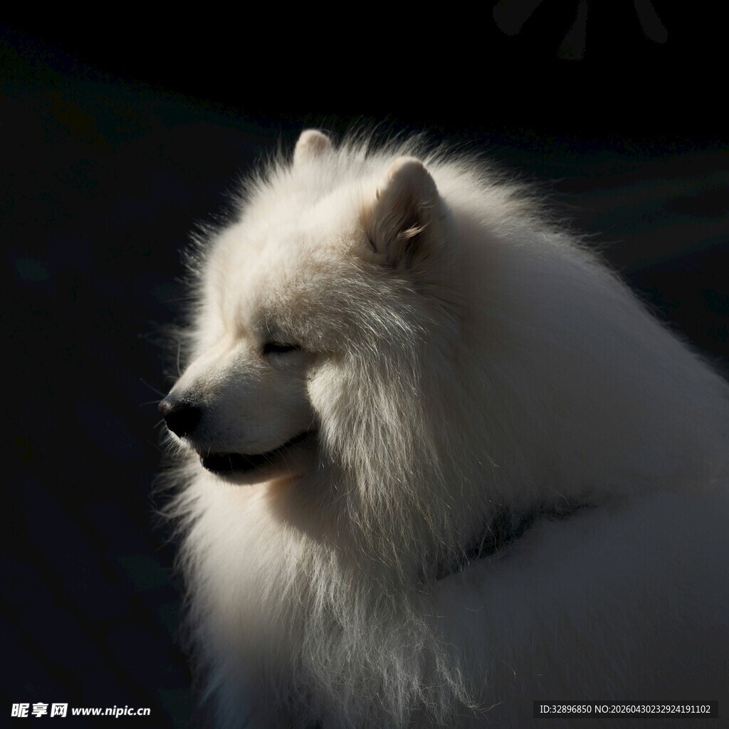 阳光下的萨摩耶犬