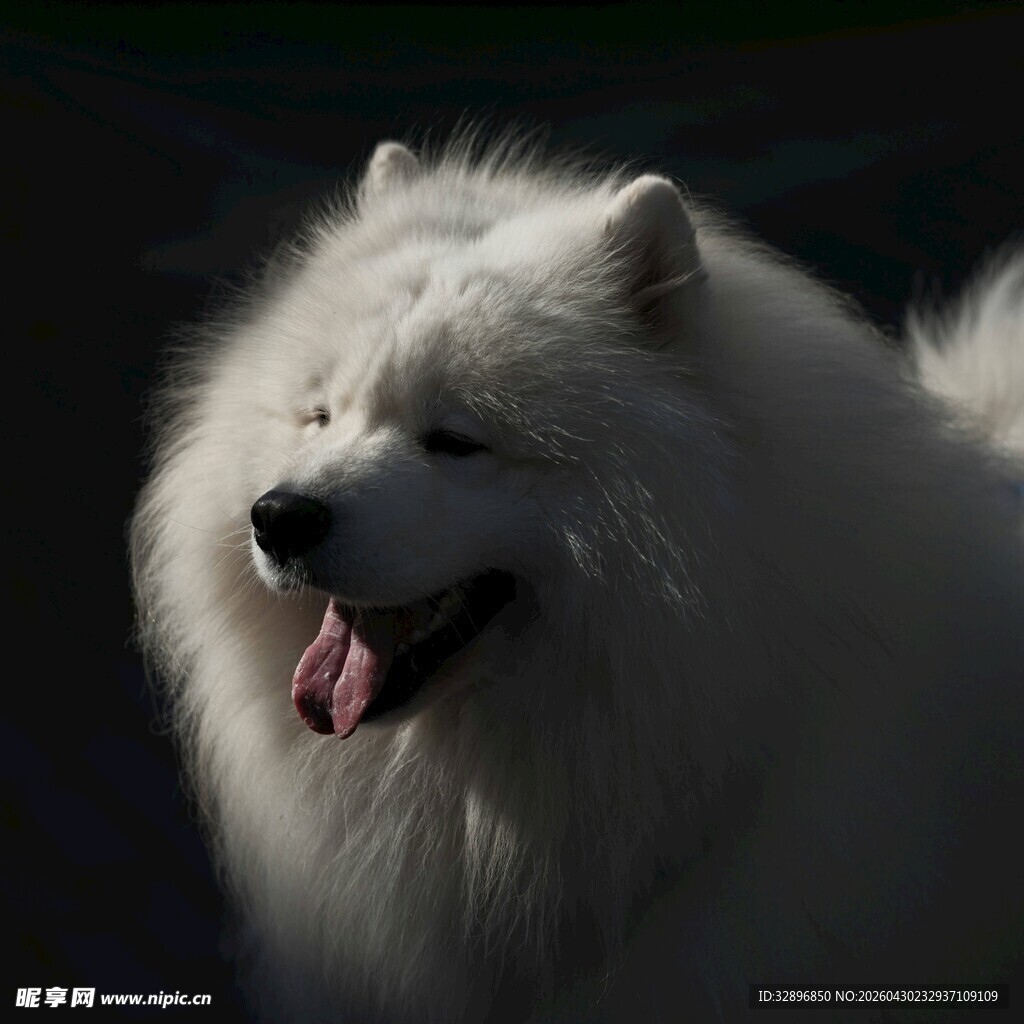 微笑的萨摩耶犬
