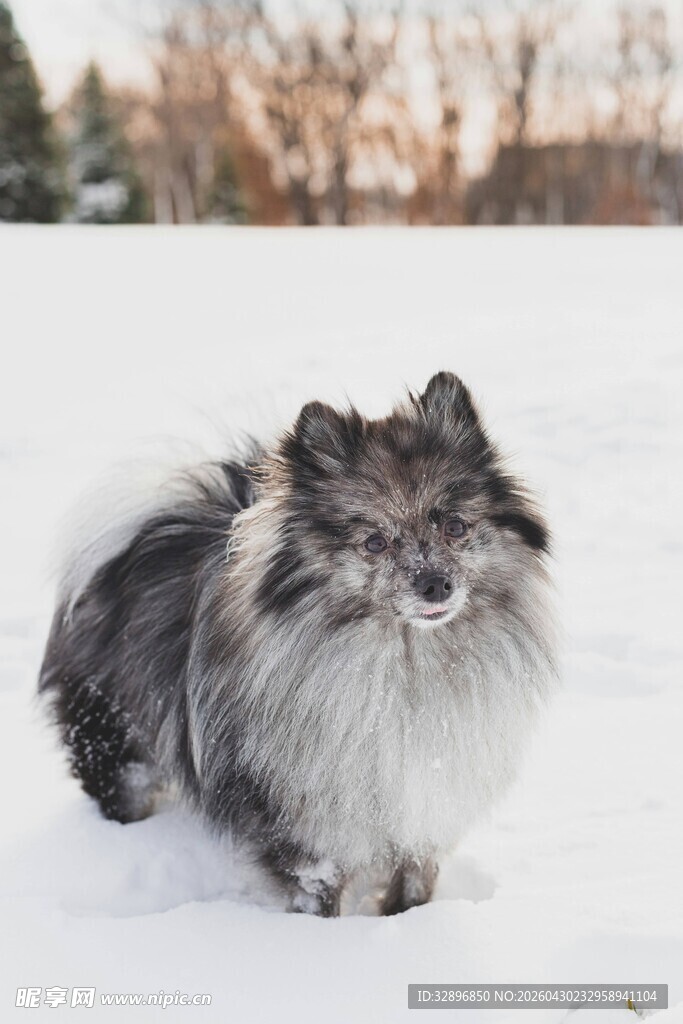 雪地中的长毛宠物犬