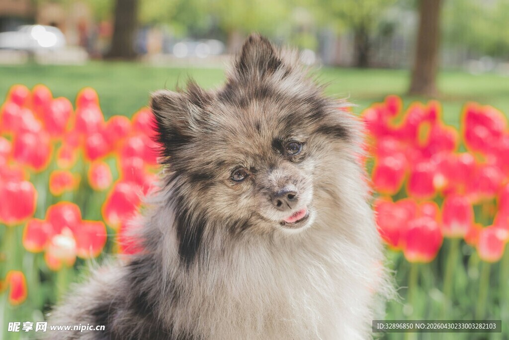 长毛犬于花丛中露笑颜