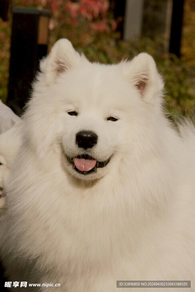 微笑的萨摩耶犬