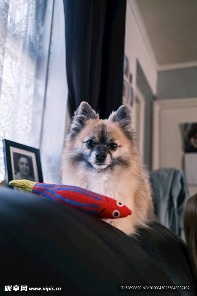 沙发上的可爱博美犬