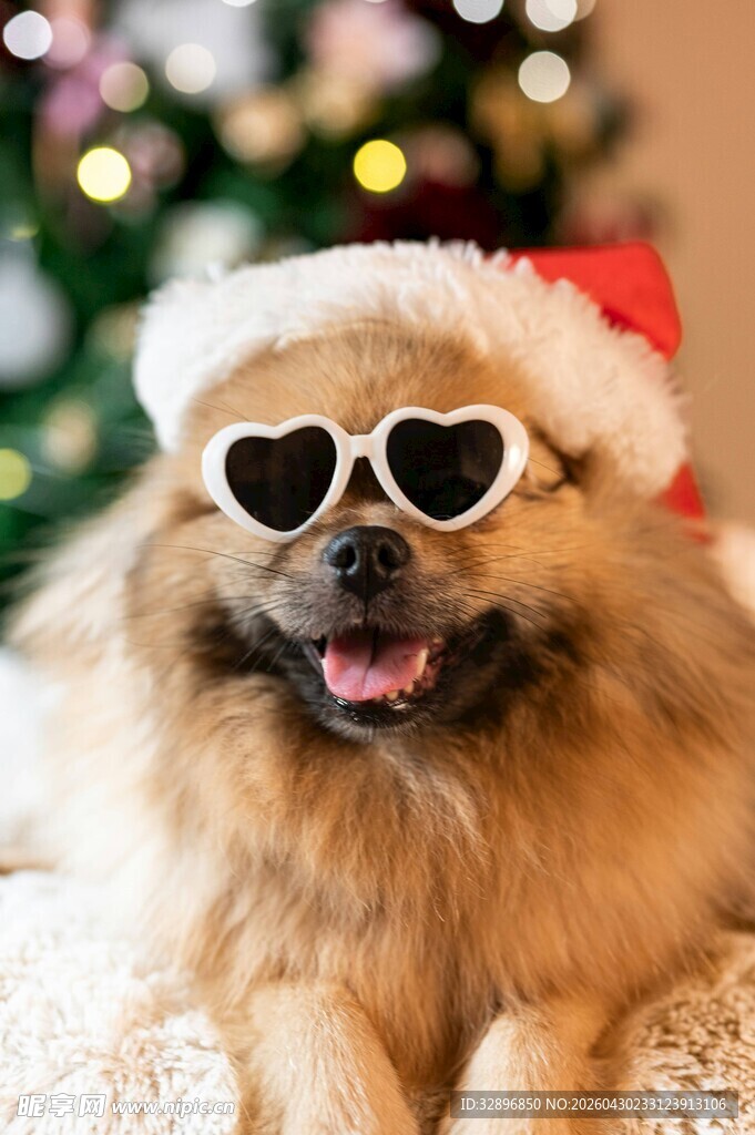 戴圣诞帽的萌犬