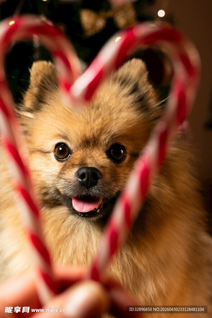 心形道具前的可爱博美犬