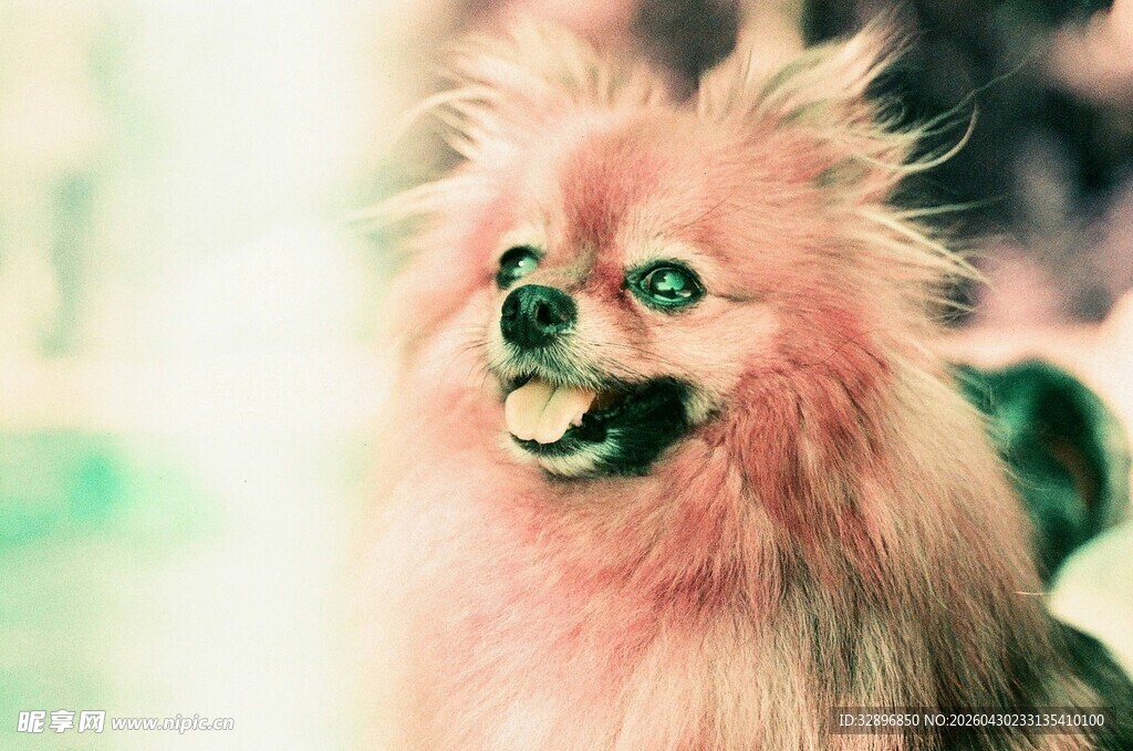 粉色毛发的可爱博美犬