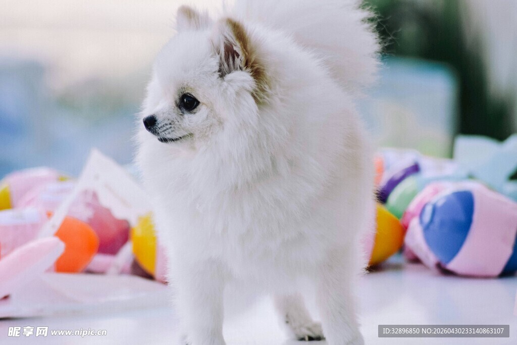 可爱白犬与多彩玩具相伴