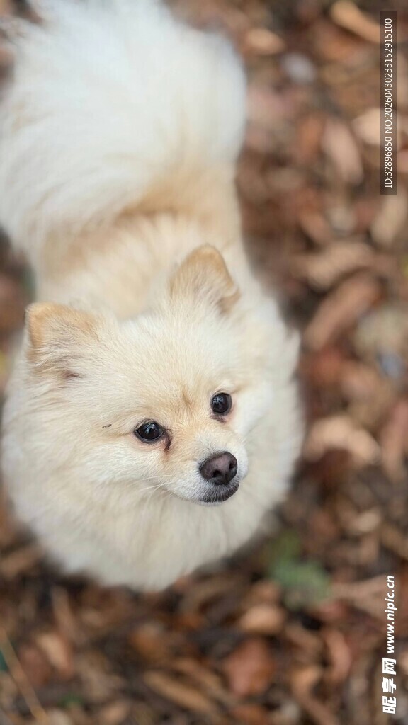 仰头的可爱博美犬