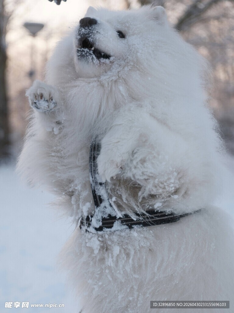 雪地中欢快站立的萨摩耶