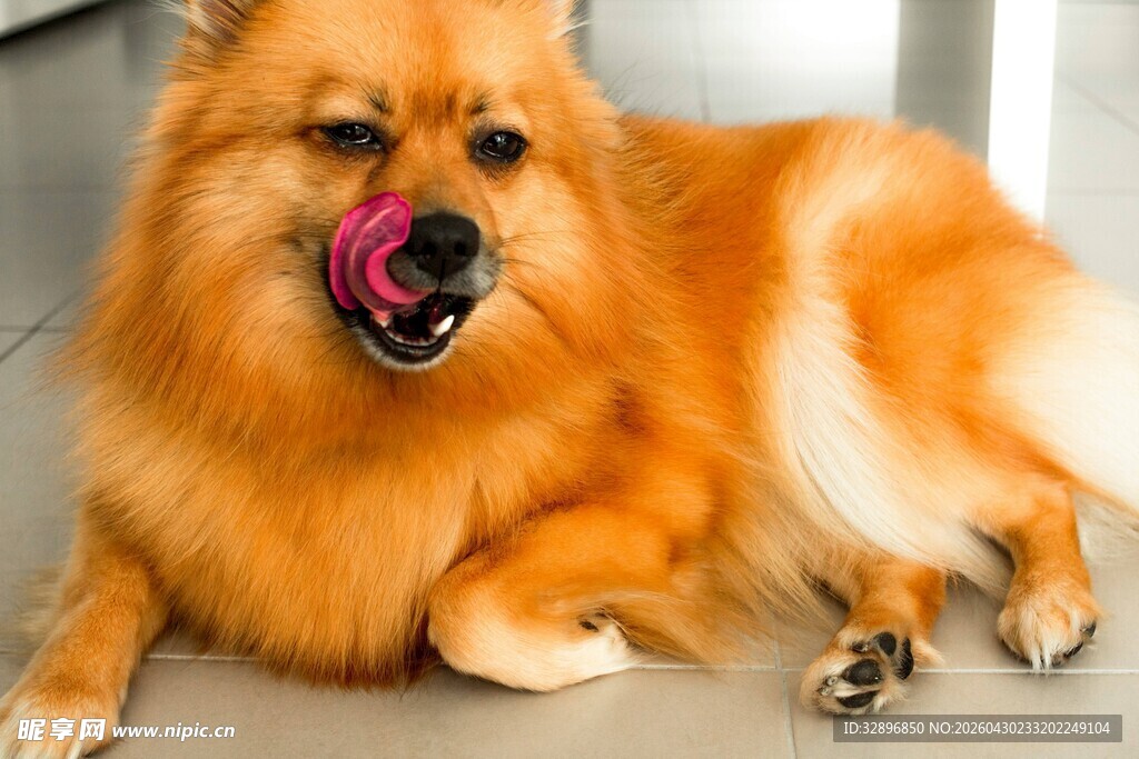 吐舌微笑的可爱博美犬