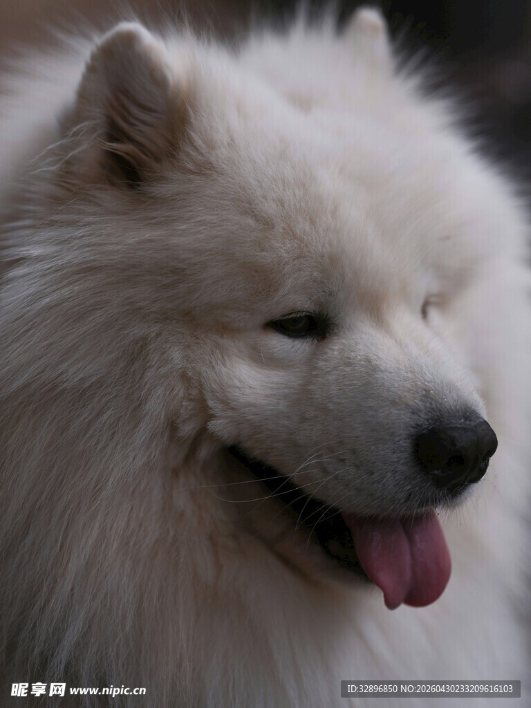 微笑的萨摩耶犬