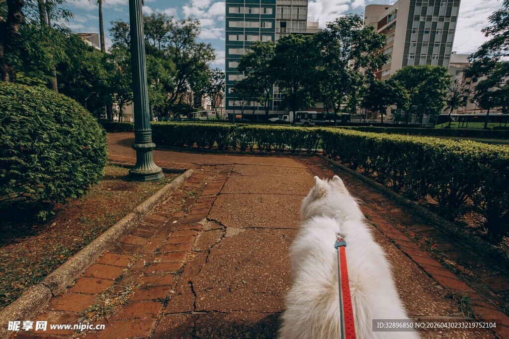 公园中漫步的白色长毛犬