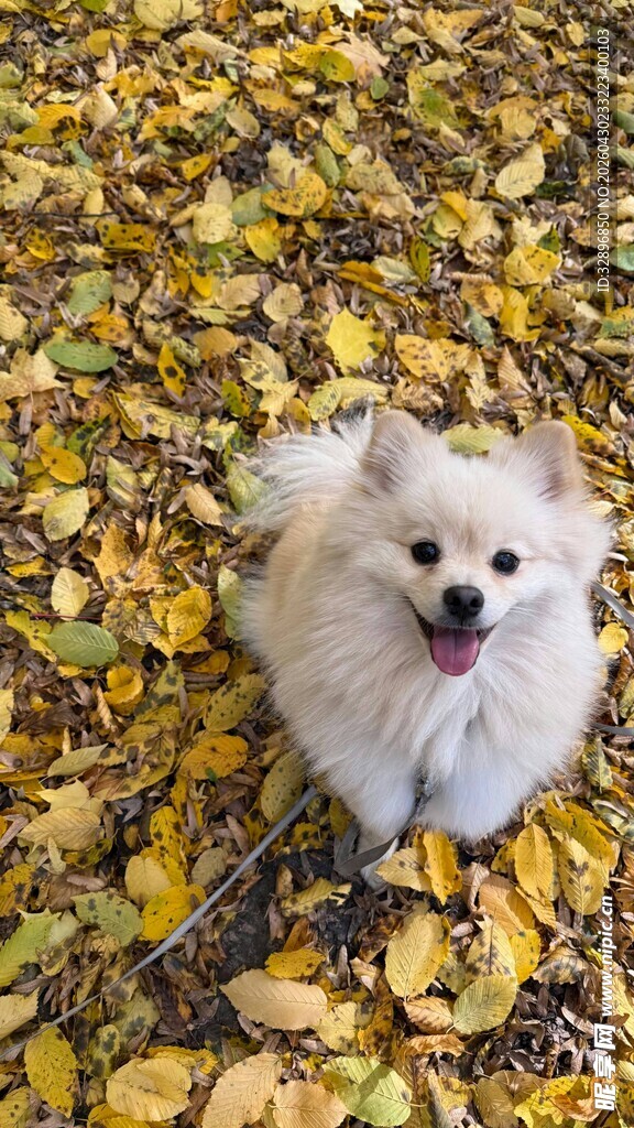 秋日萌犬卧于落叶间