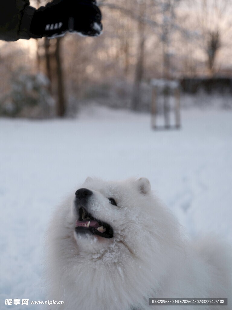 雪地中的萨摩耶仰头欢叫