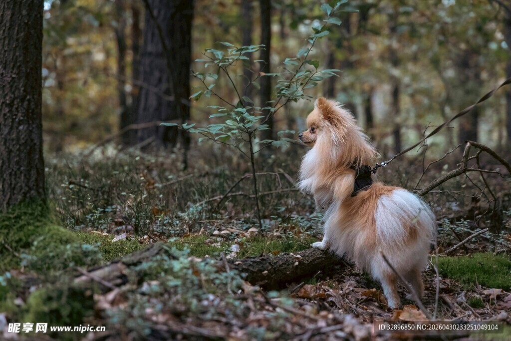 林间萌犬翘首凝望自然