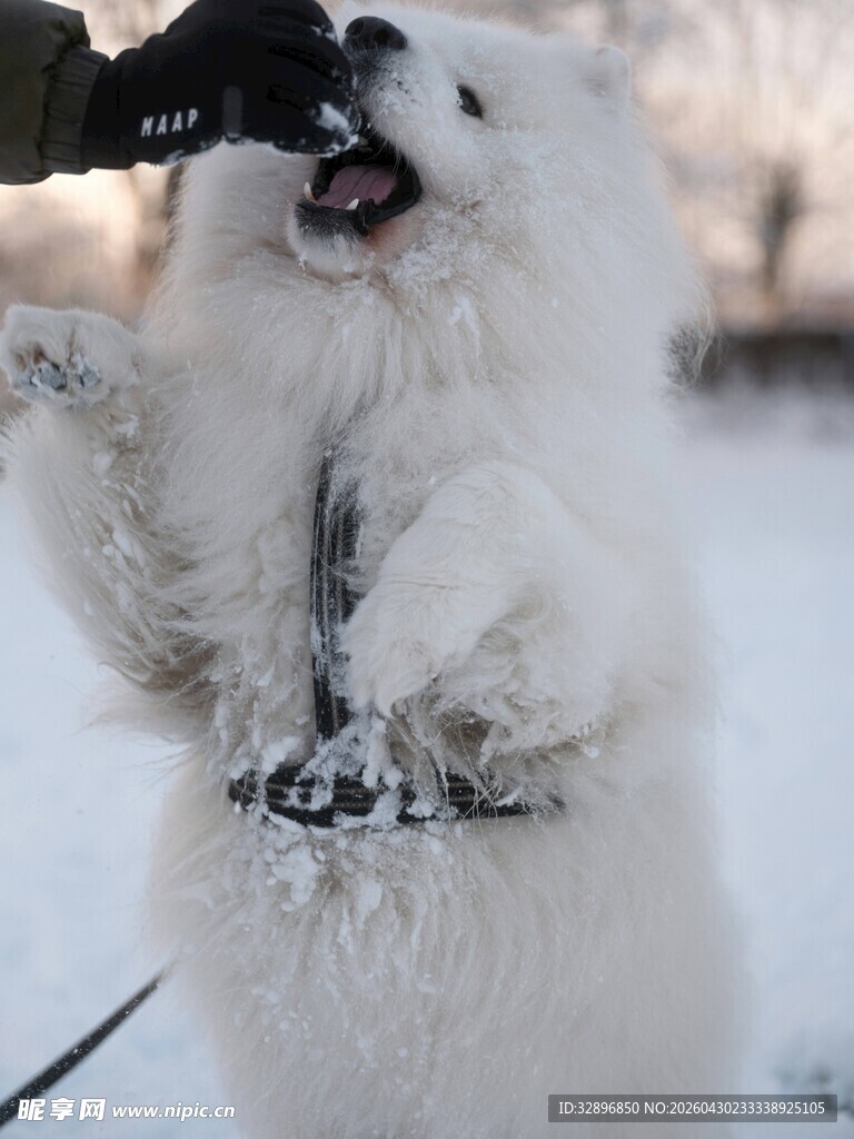 雪地中欢快互动的萨摩耶
