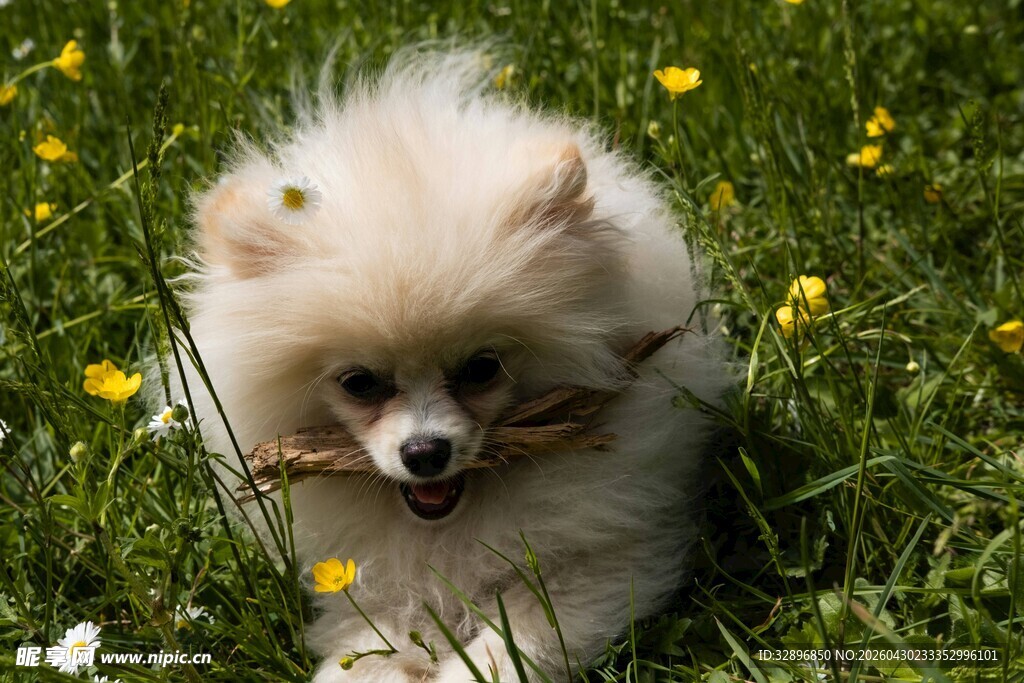 博美犬叼枝于花丛草地
