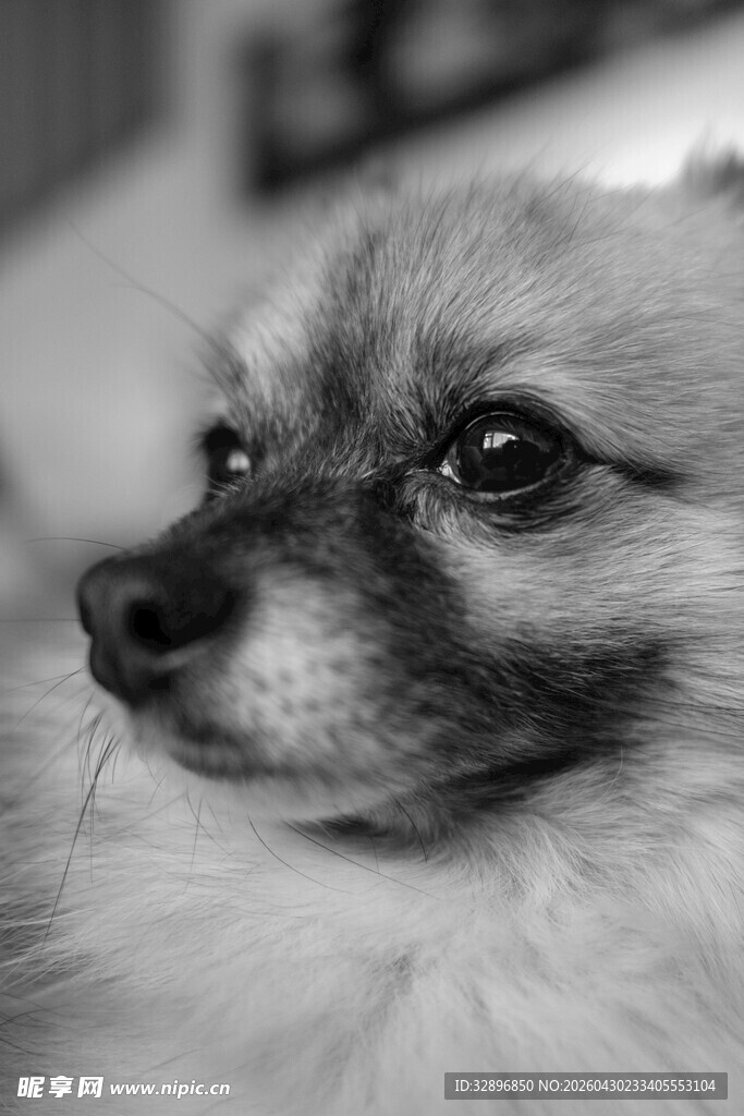 可爱博美犬的特写