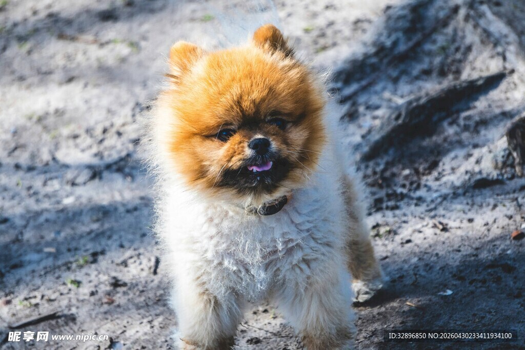 可爱博美犬户外站立