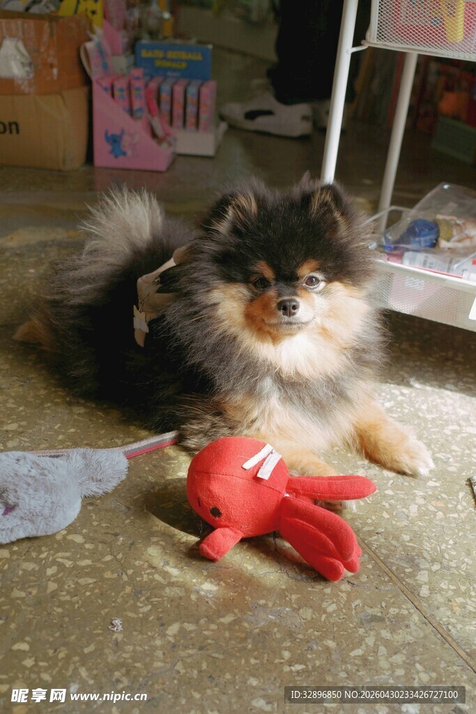 博美犬与红色玩具相伴