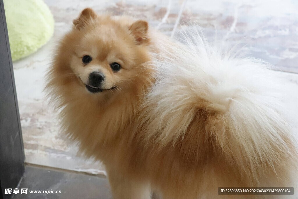 可爱博美犬看向镜头