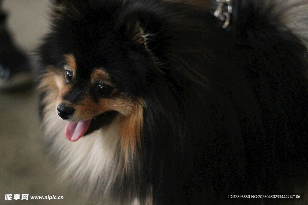 可爱长毛犬吐舌表情萌