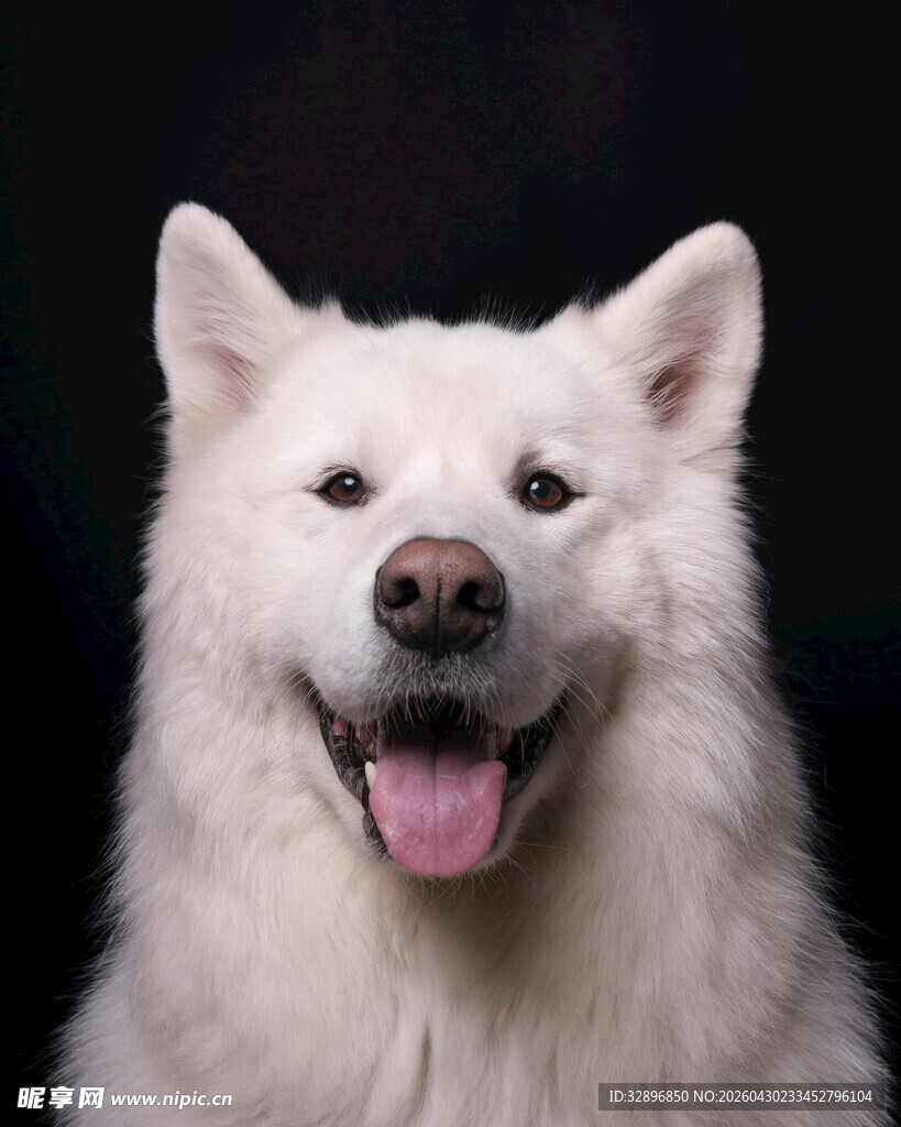 微笑的萨摩耶犬