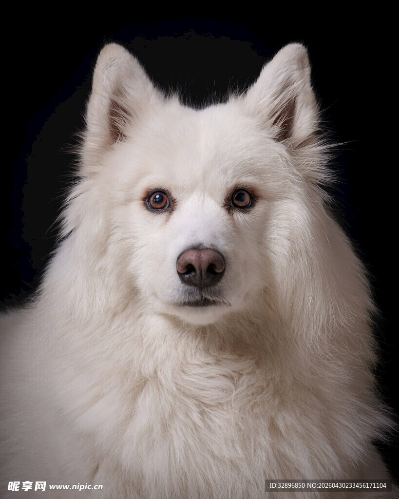 白色长毛犬特写