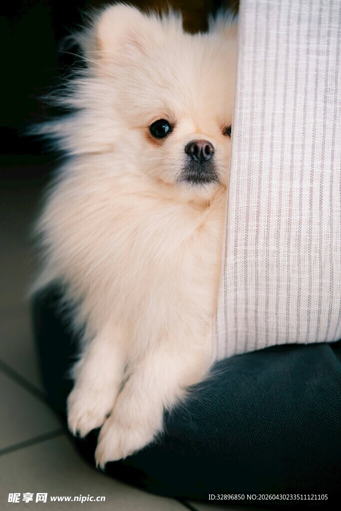 可爱博美犬躲在角落