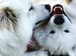 两只萌犬亲昵互动瞬间