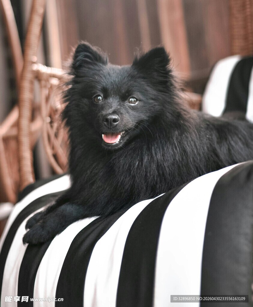 黑犬趴于黑白条纹枕上